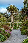 TRESCO ABBEY GARDEN, ISLES OF SCILLY: PALM TREES, WOODEN PERGOLA