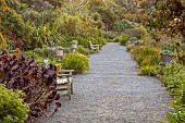 TRESCO ABBEY GARDEN, ISLES OF SCILLY: MAY, SPRING, VIEW ALONG THE LONG WALK, WOODEN BENCHES, AEONIUM ZWARTKOP, PATH