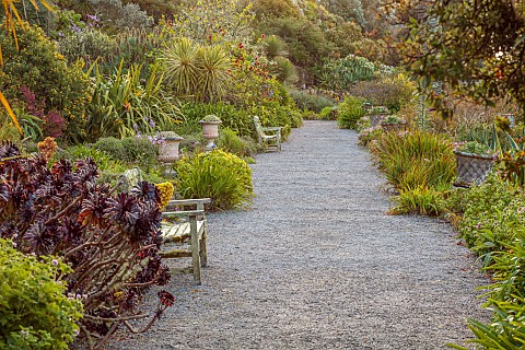 TRESCO_ABBEY_GARDEN_ISLES_OF_SCILLY_MAY_SPRING_VIEW_ALONG_THE_LONG_WALK_WOODEN_BENCHES_AEONIUM_ZWART