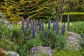 TRESCO ABBEY GARDEN, ISLES OF SCILLY: MAY, SPRING, BLUE FLOWERS, BLOOMS OF ECHIUM FASTUOSUM, PRIDE OF MADEIRA