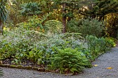 TRESCO ABBEY GARDEN, ISLES OF SCILLY: MAY, SPRING, WHITE FLOWERS OF CRAMBE STRIGOSA FROM ANAGA TENERIFE, TREE FERN