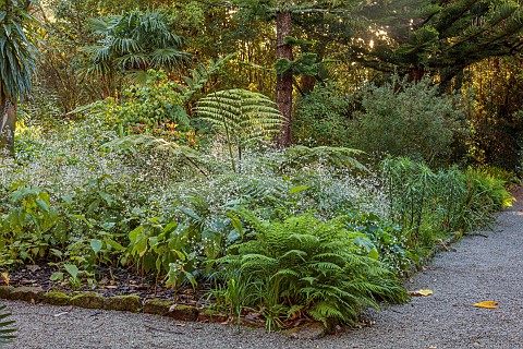 TRESCO_ABBEY_GARDEN_ISLES_OF_SCILLY_MAY_SPRING_WHITE_FLOWERS_OF_CRAMBE_STRIGOSA_FROM_ANAGA_TENERIFE_