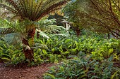 TRESCO ABBEY GARDEN, ISLES OF SCILLY: TREE FERNS AT THE BOTTOM OF THE GARDEN