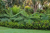 TRESCO ABBEY GARDEN, ISLES OF SCILLY: TREE FERNS AT THE BOTTOM OF THE GARDEN, LAWN