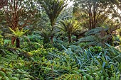 TRESCO ABBEY GARDEN, ISLES OF SCILLY: FERNS AT THE BOTTOM OF THE GARDEN