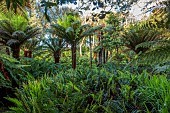 TRESCO ABBEY GARDEN, ISLES OF SCILLY: TREE FERNS AT THE BOTTOM OF THE GARDEN
