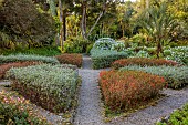 TRESCO ABBEY GARDEN, ISLES OF SCILLY: MAY, SPRING, THE PEBBLE GARDEN, CUPEA IGNEA, TEUCRIUM FRUTICANS