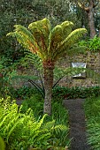 TRESCO ABBEY GARDEN, ISLES OF SCILLY: MAY, SPRING, FERNS AND MODERN ABSTRACT SCULPTURE BY WALL