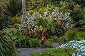 TRESCO ABBEY GARDEN, ISLES OF SCILLY: MAY, SPRING, WASHINGTONIA PALM, WHITE FLOWERS, BLOOMS OF OLEARIA CHEESEMANII