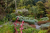 TRESCO ABBEY GARDEN, ISLES OF SCILLY: MAY, SPRING, WASHINGTONIA PALM, WHITE FLOWERS, BLOOMS OF OLEARIA CHEESEMANII