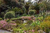 RESCO ABBEY GARDEN, TRESCO,  ISLES OF SCILLY: MAY, SPRING, POOL, FOUNTAIN WITH OLEA EUROPEA ON THE MIDDLE TERRACE
