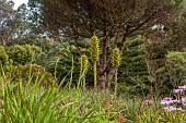 TRESCO ABBEY GARDEN, ISLES OF SCILLY: MAY, SPRING, SPIKES, TROPICAL, EXOTIC, YELLOW FLOWERS OF PUYA CHILENSIS