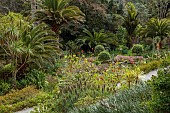 TRESCO ABBEY GARDEN, ISLES OF SCILLY: MAY, SPRING, GARDENS FROM THE TOP TERRACE, ECHIUMS, THE MIDDLE TERRACE WITH GREYIA SUNDERLANDII, NATAL BOTTLEBRUSH