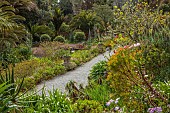 TRESCO ABBEY GARDEN, ISLES OF SCILLY: MAY, SPRING, GARDENS FROM THE TOP TERRACE, ECHIUMS, THE MIDDLE TERRACE WITH GREYIA SUNDERLANDII, NATAL BOTTLEBRUSH
