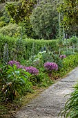 TRESCO ABBEY GARDEN, ISLES OF SCILLY: MAY, SPRING, THE ECHIUM WALK, ECHIUMS, GERANIUM MADERENSE