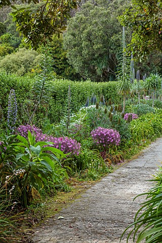 TRESCO_ABBEY_GARDEN_ISLES_OF_SCILLY_MAY_SPRING_THE_ECHIUM_WALK_ECHIUMS_GERANIUM_MADERENSE