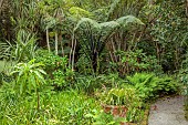 TRESCO ABBEY GARDEN, ISLES OF SCILLY: MAY, SPRING, NEW ZEALAND BLACK TREE FERN, SPHAEROPTERIS MEDULLARIS