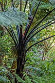 TRESCO ABBEY GARDEN, ISLES OF SCILLY: MAY, SPRING, NEW ZEALAND BLACK TREE FERN, SPHAEROPTERIS MEDULLARIS