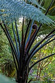 TRESCO ABBEY GARDEN, ISLES OF SCILLY: MAY, SPRING, NEW ZEALAND BLACK TREE FERN, SPHAEROPTERIS MEDULLARIS