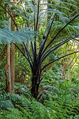 TRESCO ABBEY GARDEN, ISLES OF SCILLY: MAY, SPRING, NEW ZEALAND BLACK TREE FERN, SPHAEROPTERIS MEDULLARIS