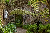 TRESCO ABBEY GARDEN, ISLES OF SCILLY: MAY, SPRING, AUGUSTUS WALL, NEW ZEALAND BLACK TREE FERN, SPHAEROPTERIS MEDULLARIS, SCULPTURE