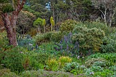 TRESCO ABBEY GARDEN, ISLES OF SCILLY: MAY, SPRING, SPIKES, TROPICAL, EXOTIC, YELLOW FLOWERS OF PUYA CHILENSIS