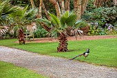 TRESCO ABBEY GARDEN, ISLES OF SCILLY: MAY, SPRING, THE WOLLEMI LAWN, PHEASANT
