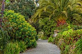 TRESCO ABBEY GARDEN, ISLES OF SCILLY: MAY, SPRING, YELLOW, ORANGE, FLOWERS OF EUPHORBIA STYGIANA FROM THE AZORES, PERENNIALS, PATH, PALM