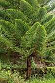 TRESCO ABBEY GARDEN, ISLES OF SCILLY: MAY, SPRING, LEAVES, FOLIAGE OF NORFOLK ISLAND PINE, ARAUCARIA HETEROPHYLLA