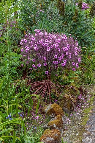 TRESCO_ABBEY_GARDEN_ISLES_OF_SCILLY_MAY_SPRING_PINK_FLOWERS_OF_GERANIUM_MADARENSE_GIANT_HERB_ROBERT
