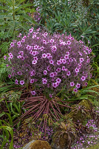 TRESCO_ABBEY_GARDEN_ISLES_OF_SCILLY_MAY_SPRING_PINK_FLOWERS_OF_GERANIUM_MADARENSE_GIANT_HERB_ROBERT