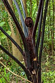 TRESCO ABBEY GARDEN, ISLES OF SCILLY: MAY, SPRING, NEW ZEALAND BLACK TREE FERN, SPHAEROPTERIS MEDULLARIS