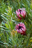 TRESCO ABBEY GARDEN, ISLES OF SCILLY: MAY, SPRING, PINK FLOWERS, BLOOMS OF PROTEA X LONGIFOLIA
