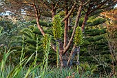 TRESCO ABBEY GARDEN, ISLES OF SCILLY: SPIKES, TROPICAL, EXOTIC, YELLOW FLOWERS OF PUYA CHILENSIS
