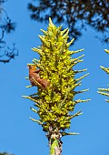 TRESCO ABBEY GARDEN, ISLES OF SCILLY: SPIKES, TROPICAL, EXOTIC, RED SQUIRREL FEEDING ON YELLOW FLOWERS OF PUYA CHILENSIS