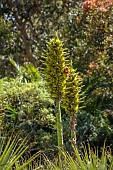 TRESCO ABBEY GARDEN, ISLES OF SCILLY: SPIKES, TROPICAL, EXOTIC, RED SQUIRREL FEEDING ON YELLOW FLOWERS OF PUYA CHILENSIS