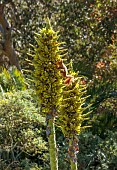 TRESCO ABBEY GARDEN, ISLES OF SCILLY: SPIKES, TROPICAL, EXOTIC, RED SQUIRREL FEEDING ON YELLOW FLOWERS OF PUYA CHILENSIS
