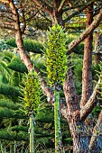 TRESCO ABBEY GARDEN, ISLES OF SCILLY: SPIKES, TROPICAL, EXOTIC, YELLOW FLOWERS, BLOOMS OF PUYA CHILENSIS