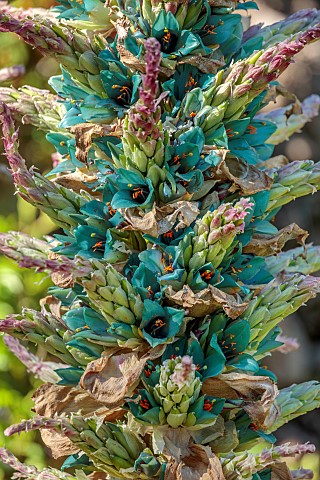 TRESCO_ABBEY_GARDEN_ISLES_OF_SCILLY_JADE_GREEN_FLOWERS_OF_PUYA_BERTERONIANA_FLSHY_DROUGHT_TOLERANT
