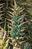 TRESCO ABBEY GARDEN, ISLES OF SCILLY: JADE GREEN FLOWERS OF PUYA BERTERONIANA, FLSHY, DROUGHT TOLERANT