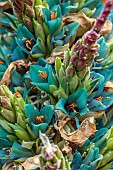 TRESCO ABBEY GARDEN, ISLES OF SCILLY: JADE GREEN FLOWERS OF PUYA BERTERONIANA, FLSHY, DROUGHT TOLERANT