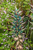 TRESCO ABBEY GARDEN, ISLES OF SCILLY: JADE GREEN FLOWERS OF PUYA BERTERONIANA, FLSHY, DROUGHT TOLERANT