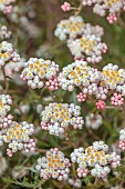 TRESCO ABBEY GARDEN, ISLES OF SCILLY: PINK, WHITE, YELLOW FLOWERS OF STRAWBERRY EVERLASTING, HELICHRYSUM FELINUM