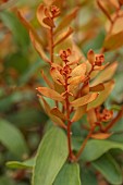 TRESCO ABBEY GARDEN, ISLES OF SCILLY: BRONZE LEAVES, FOLIAGE OF HAKEA ELLIPTICA, OVAL LEAF HAKEA, SHRUBS