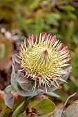 TRESCO ABBEY GARDEN, ISLES OF SCILLY: MAY, SPRING, YELLOW, PINK FLOWERS OF PROTEA EXIMIA, BROAD LEAF SUGARBUSH, KING PROTEA, SOUTH AFRICA