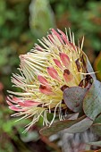 TRESCO ABBEY GARDEN, ISLES OF SCILLY: MAY, SPRING, YELLOW, PINK FLOWERS OF PROTEA EXIMIA, BROAD LEAF SUGARBUSH, KING PROTEA, SOUTH AFRICA