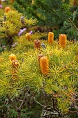 TRESCO ABBEY GARDEN, ISLES OF SCILLY: MAY, SPRING, ORANGE, BROWN FLOWERS, BLOOMS OF BANKSIA SPINULOSA FROM AUSTRALIA, SHRUBS, EXOTIC