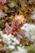 TRESCO ABBEY GARDEN, ISLES OF SCILLY: MAY, SPRING, YELLOW, PINK FLOWERS OF PROTEA EXIMIA, BROAD LEAF SUGARBUSH, KING PROTEA, SOUTH AFRICA, PURPLE FOLIAGE FORM