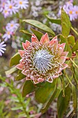 TRESCO ABBEY GARDEN, ISLES OF SCILLY: MAY, SPRING, YELLOW, PINK FLOWERS OF PROTEA EXIMIA, BROAD LEAF SUGARBUSH, KING PROTEA, SOUTH AFRICA