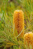 TRESCO ABBEY GARDEN, ISLES OF SCILLY: MAY, SPRING, ORANGE, BROWN FLOWERS, BLOOMS OF BANKSIA SPINULOSA FROM AUSTRALIA, SHRUBS, EXOTIC